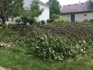 Tree Branch Removal Green Community Dubai